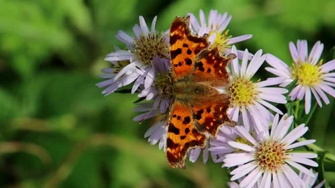 Close up of a comma butterfly Stock Footage 296701436