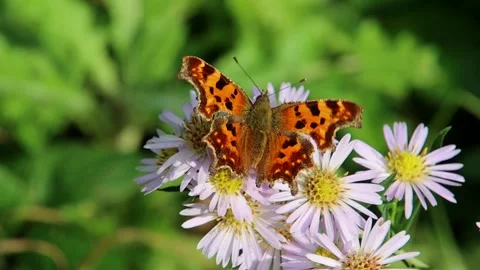 Close up of a comma butterfly Stock Footage 298518083
