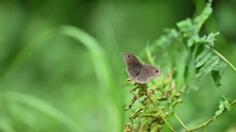Close-up of a common argus butterfly, resting on foliage in a lush green Stock Footage 313038624
