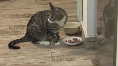 Close Up of Common Breed Cat Eating Wet Dinner Food 스톡 동영상 336542033