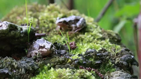 Close Up Of A Common Brown Frog Resting Motionless On Vibrant Green Moss In A Fo 스톡 동영상 315777215