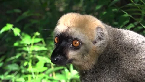 Close-up of common brown lemur, Eulemur fulvus, Madagascar Stock Footage 313563401