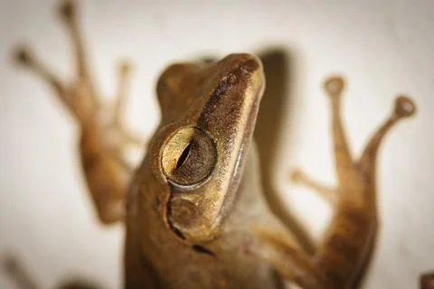 A close up of common bush frog on the wall Stock Photos