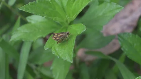 Close up of a common bush hopper butterfly fully opening and closing its wing Video stock 230226306