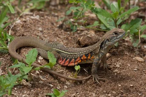 A close up of common butterfly lizard on the ground Stock Photos