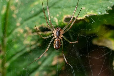 Close-up common candy-stripe spider calmly situated on a vibrant green leaf s Stock Photos