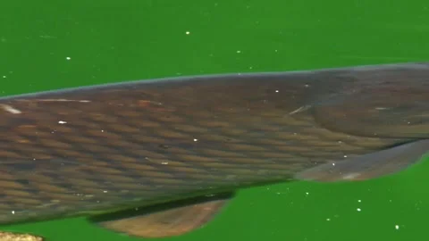 Close-up of common carp swimming just below pond surface Stock Footage 327714666