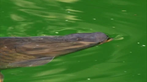 Close-up of common carp swimming just below pond surface Stock Footage 327714677
