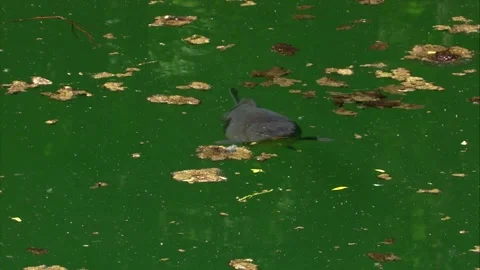 Close-up of common carp swimming just below pond surface Stock Footage 327714699