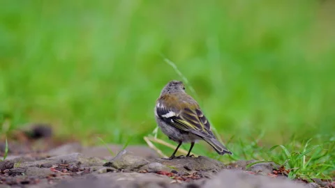 Close Up Common Chaffinch - Croatia Stock Footage 342049872