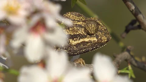Close-up of common chameleon Stock Footage 111733611
