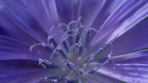 Close-up of common chicory Video stock 321132898