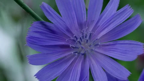 Close-up of common chicory Stock Footage 321132956