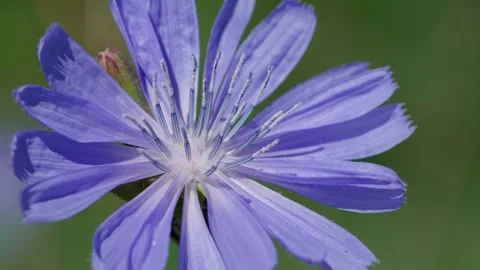 Close-up of common chicory Stock Footage 321133106