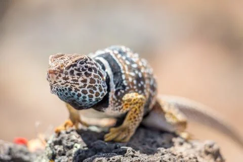 Close Up of Common Collared Lizard Standing on a Rock Foto stock