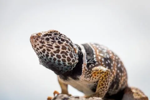 Close Up of Common Collared Lizard Standing on a Rock Stock-Fotos