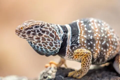 Close Up of Common Collared Lizard Standing on a Rock Foto stock