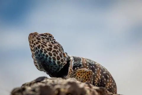 Close Up of Common Collared Lizard Standing on a Rock Stock-Fotos