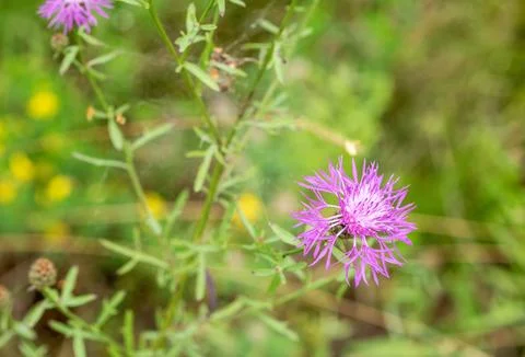 Close-up of common cornflower flower: key plant for latvian honey production Stock Photos