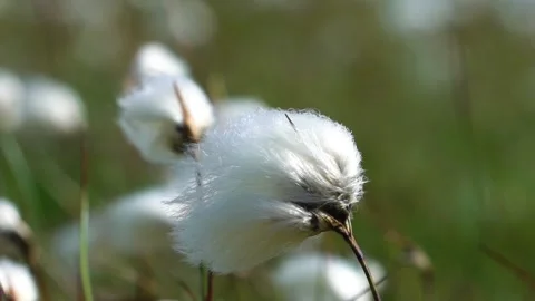 Close Up Common Cotton Grasses in a Windy Day, Slow Motion Stock Footage 157446156