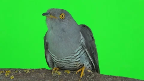 Close up common cuckoo (cuculus canorus) sits on a tree branch on a green Stock Footage 164377722