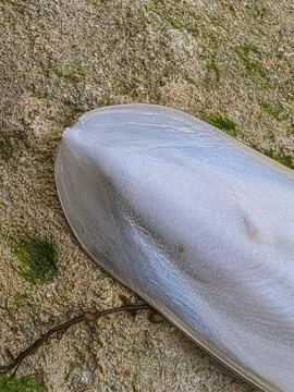 Close-up of Common Cuttlefish Cuttlebone Stock-Fotos