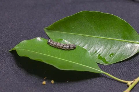 Close up of common cutworm on leaves Foto stock