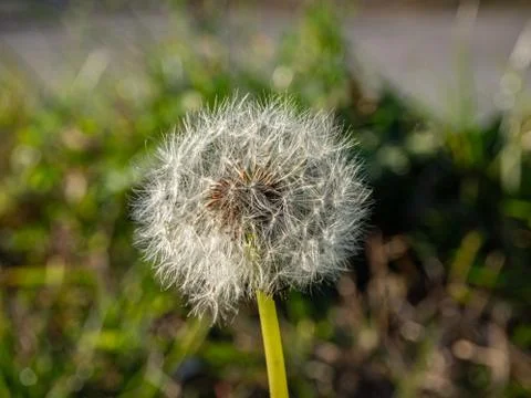 Close up of a common dandelion white Stock Photos