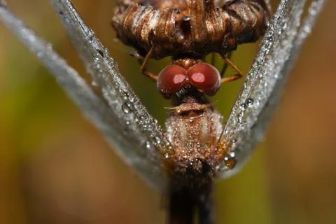 Close up of a common darter dragonfly Stock Photos