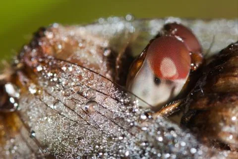 Close up of a common darter dragonfly Stock Photos