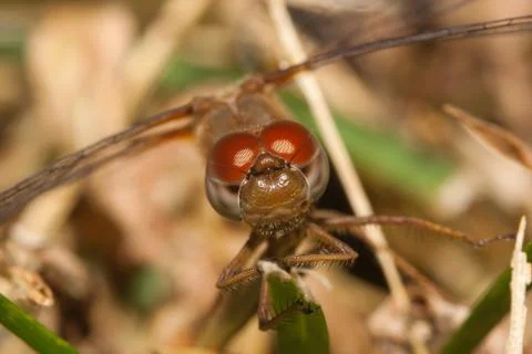 Close up of a common darter dragonfly Stock Photos