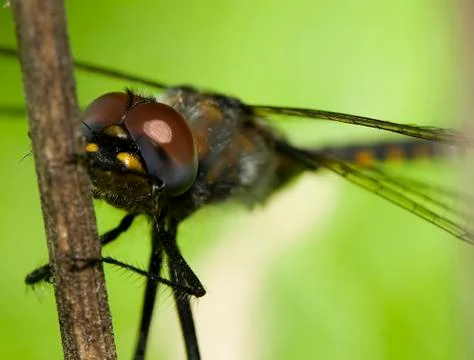 Close up of a common darter dragonfly Stock Photos