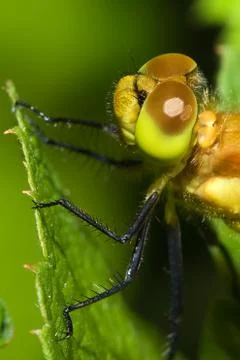 Close up of a common darter dragonfly. Stock Photos