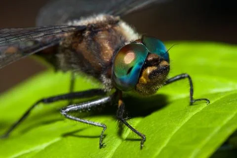 Close up of a common darter dragonfly Stock Photos