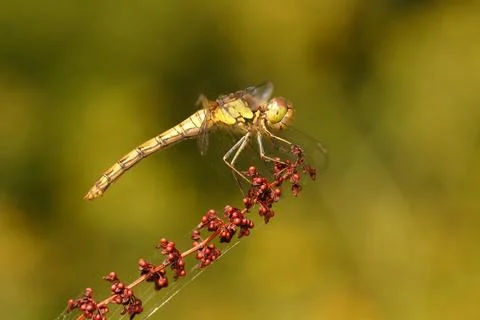 Close up of Common Darter Dragonfly (Sympetrum Striolatum) resting on red b.. Stock Photos