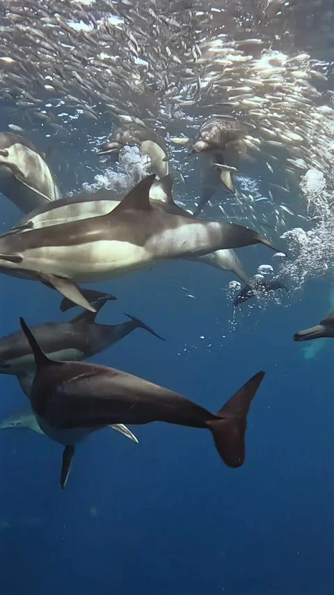 Close-up of common dolphins hunting around a sardine baitball during the Sa.. Stock Footage 342539871
