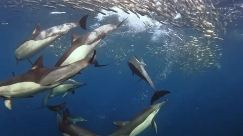Close-up of common dolphins hunting around a sardine baitball during the Sa.. Stock Footage 342539880