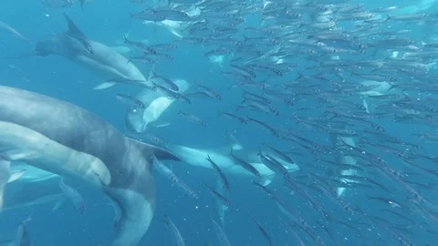 Close up of common dolphins schooling fish and hunting, Sardine Run Stock-Footage 117655507