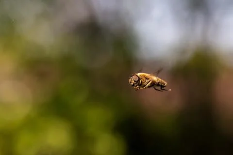 A close-up of a common drone fly or eristalis tenax hovering mid air in front Stock Photos