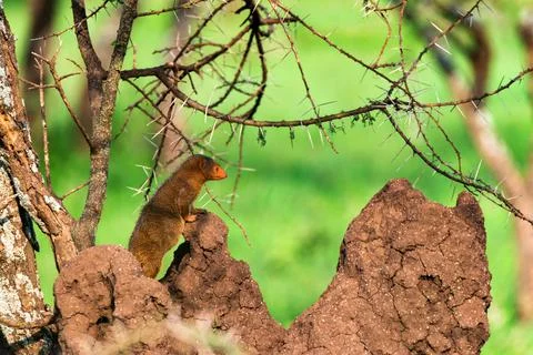 Close up of common dwarf mongoose or Helogale parvula Stock Photos