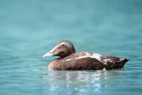 Close-up of a common eider in water Stock Photos