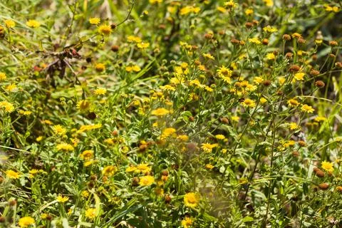 Close-up of common fleabane flowerbed with selective focus on foreground Stock Photos