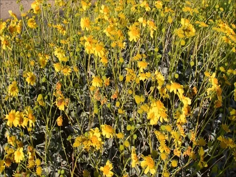 Close up of common flower Stock Footage 73894689