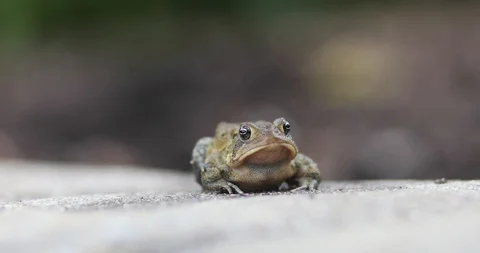 A close-up of a common frog in the springtime Stock Footage 129721088