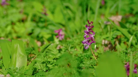 Close-up of common fumitory flower Stock Footage 331297305