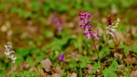 Close-up of common fumitory flower Vídeo Stock 331375863