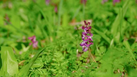 Close-up of common fumitory flower 库存影片 331784449
