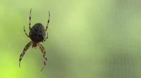 Close Up Of Common Garden Spider Stock-Footage 56028200