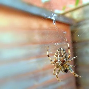 Close Up of Common Garden Spider Stock Photos