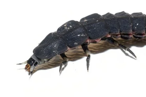 Close-up of Common Glow-Worm Larva on White Background, Lampyris noctiluca Foto stock